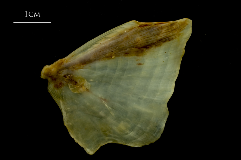 Ballan wrasse opercular lateral view