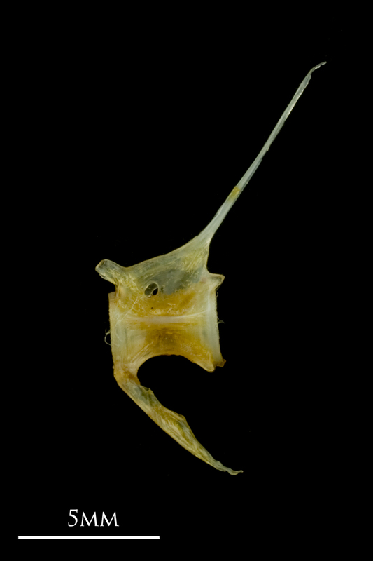 Grey gurnard caudal vertebra lateral view