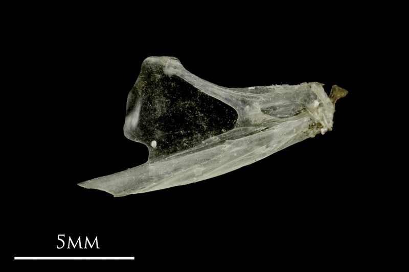 Sandsmelt dentary medial view