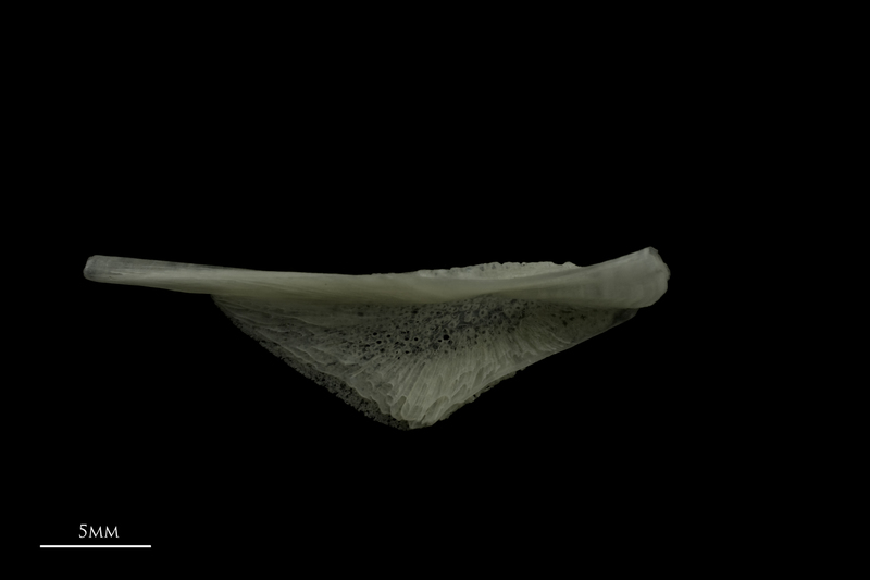 Burbot pharyngeal ventral view