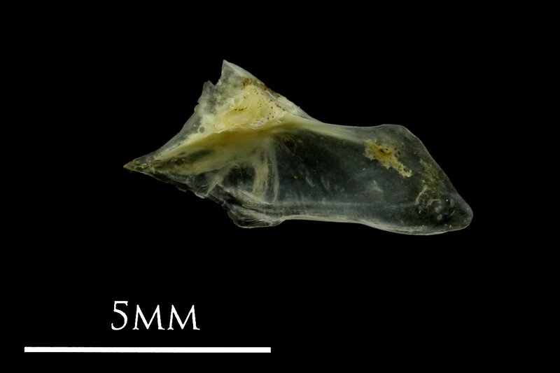 Small sandeel for assessment medial view