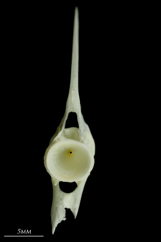 European seabass precaudal vertebra posterior view