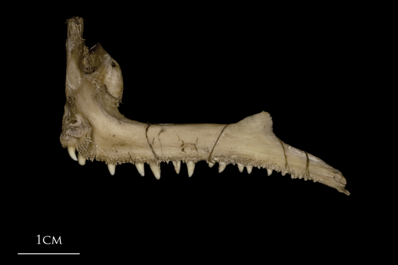 Greater amberjack premaxilla medial view