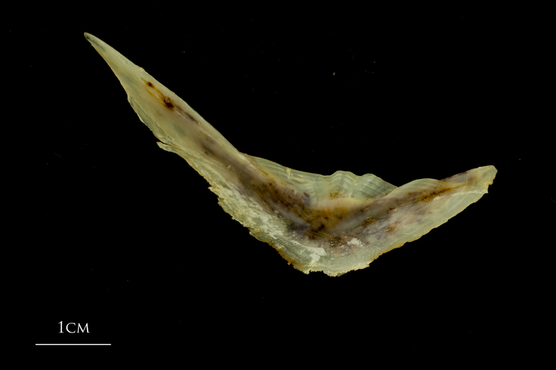 Ballan wrasse preopercular medial view