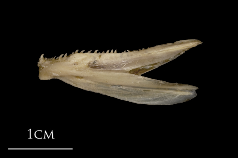 White grouper dentary lateral view