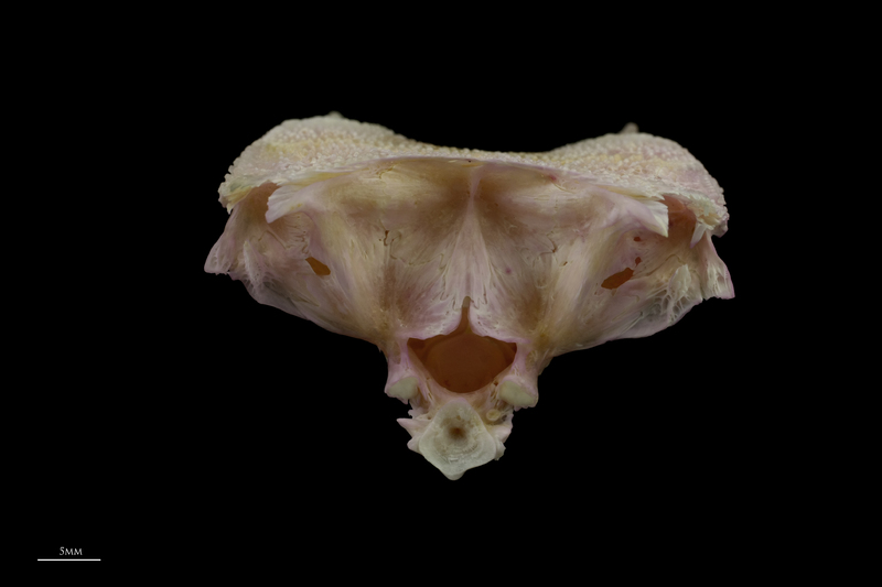 Tub gurnard parasphenoid basioccipital complex posterior view