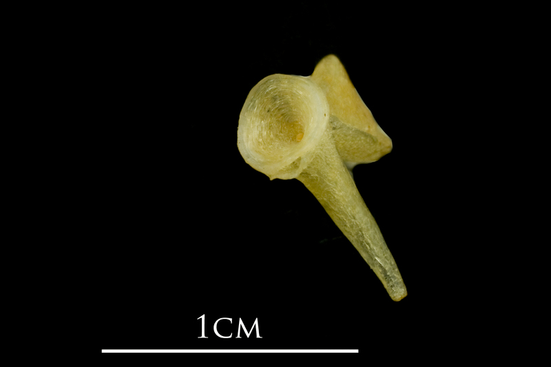 Atlantic mackerel ultimate vertebra anterior view