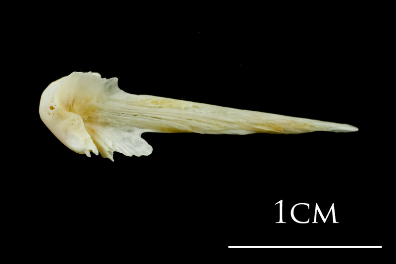 European plaice vomer dorsal view