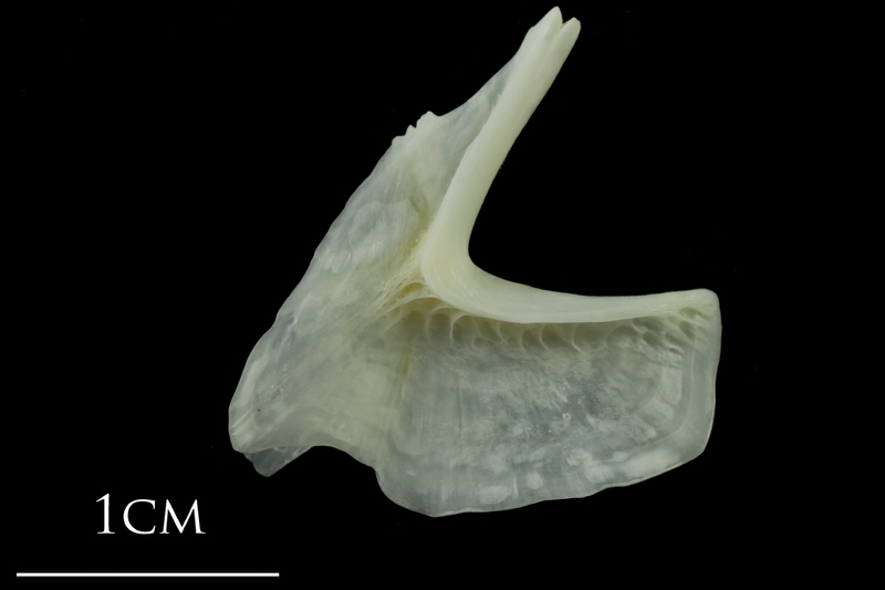 European plaice urohyal lateral view