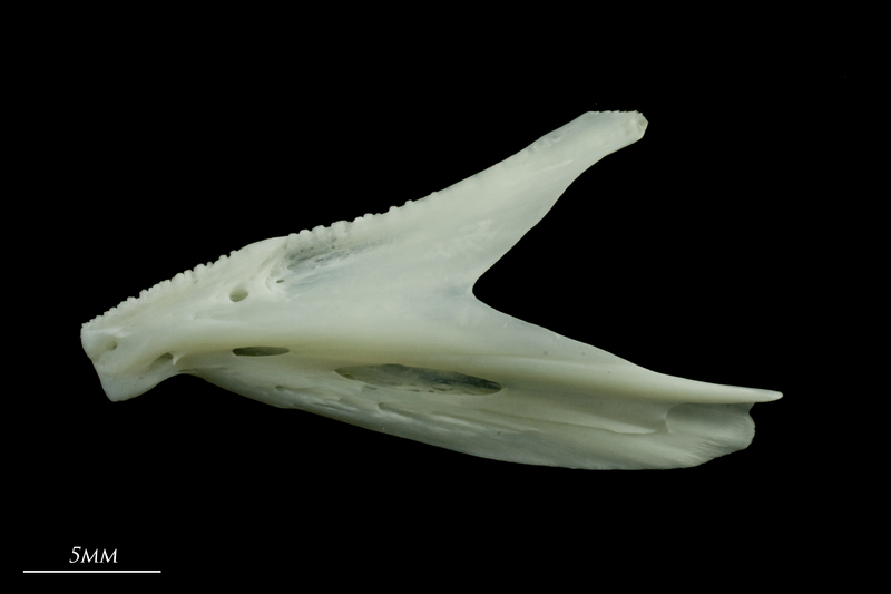 European seabass dentary lateral view