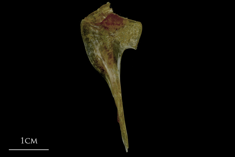 Spanish mackerel coracoid medial view