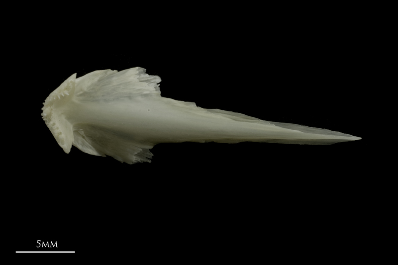 Zander vomer ventral view