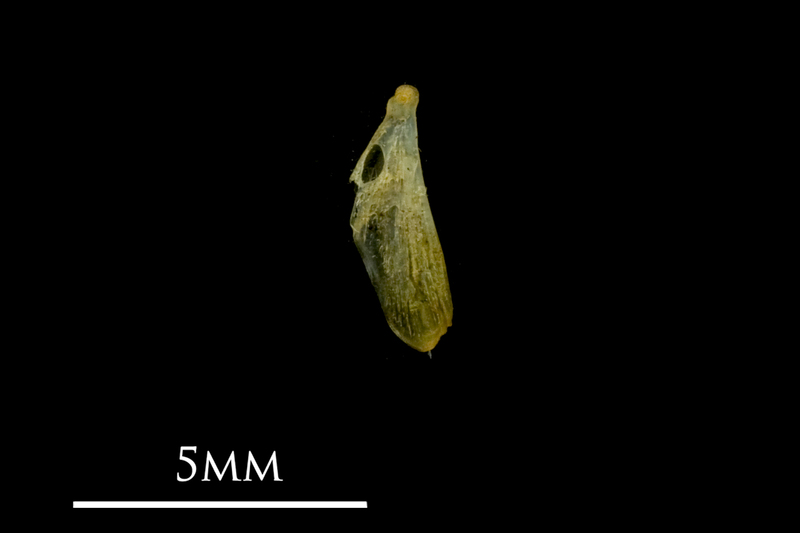 Bullhead supracleithrum medial view