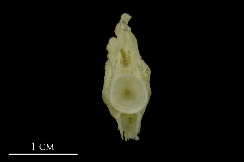 European conger ultimate vertebra anterior view