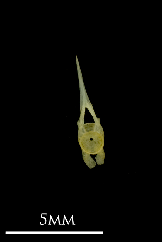 Bullhead precaudal vertebra anterior view