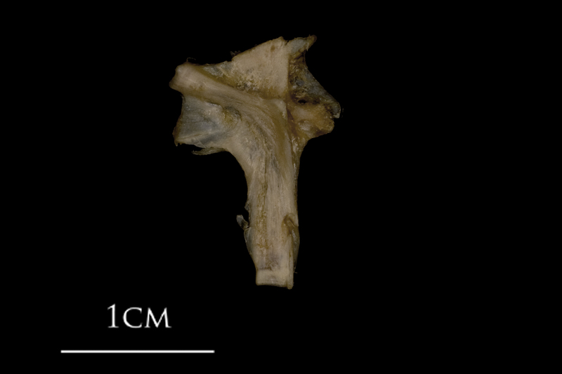 White grouper hyomandibular lateral view