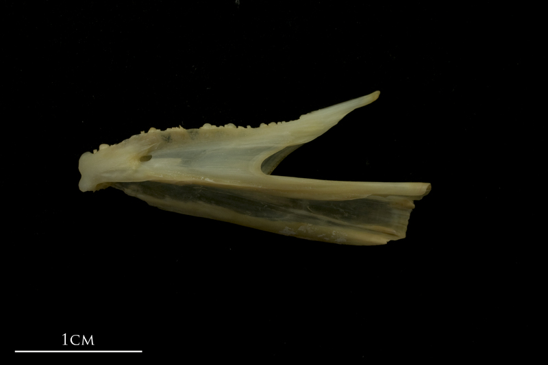 Bib dentary lateral view