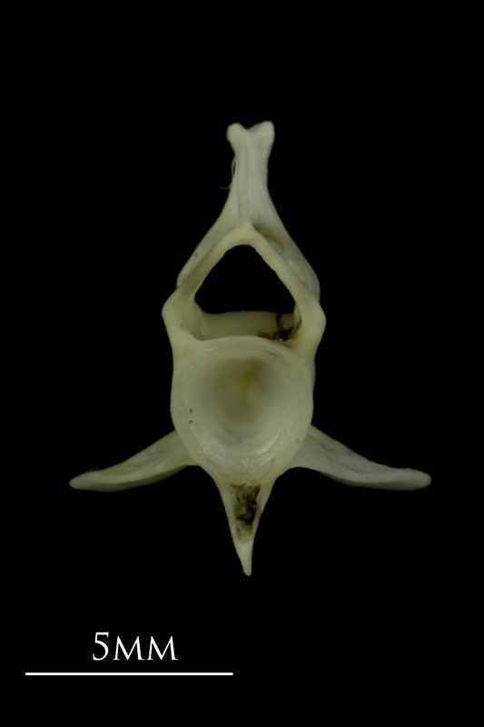 Mediterranean moray caudal vertebra anterior view