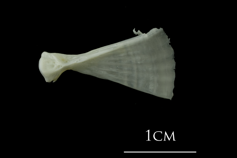 European plaice ultimate vertebra lateral view