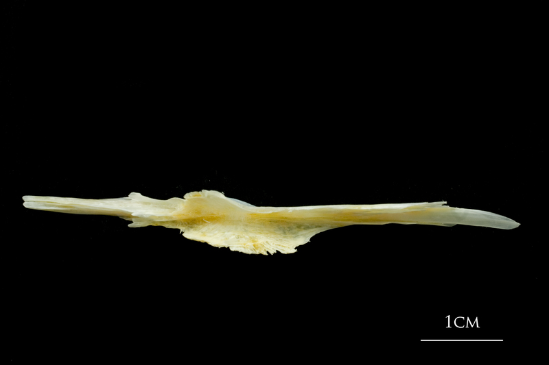 European plaice parasphenoid dorsal view