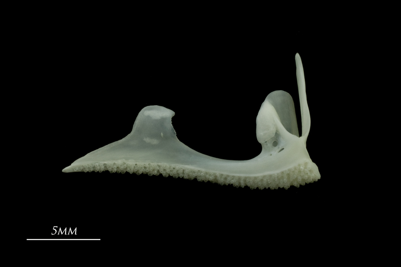 European seabass premaxilla medial view