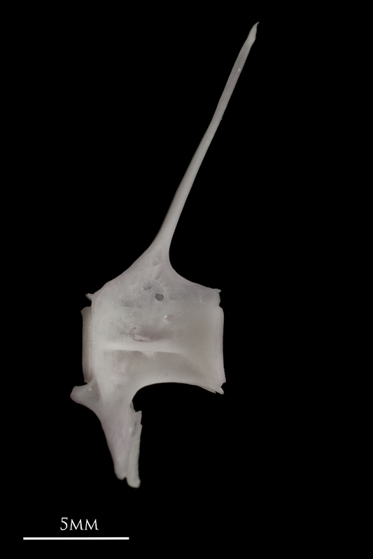 Parrot fish precaudal vertebra lateral view