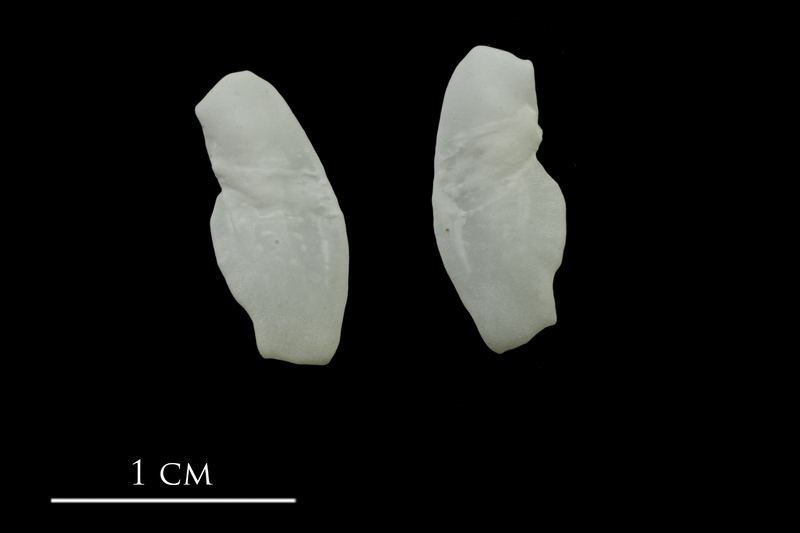 European conger otolith(s) detail view