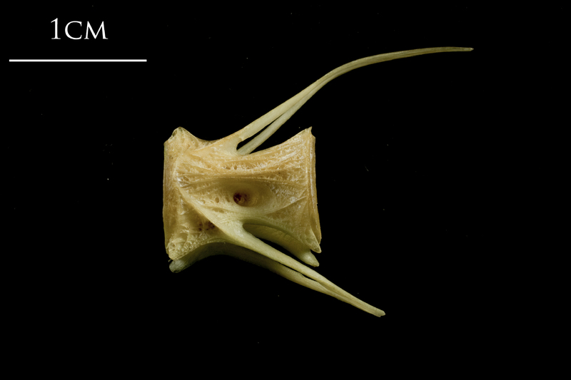 European hake caudal vertebra lateral view