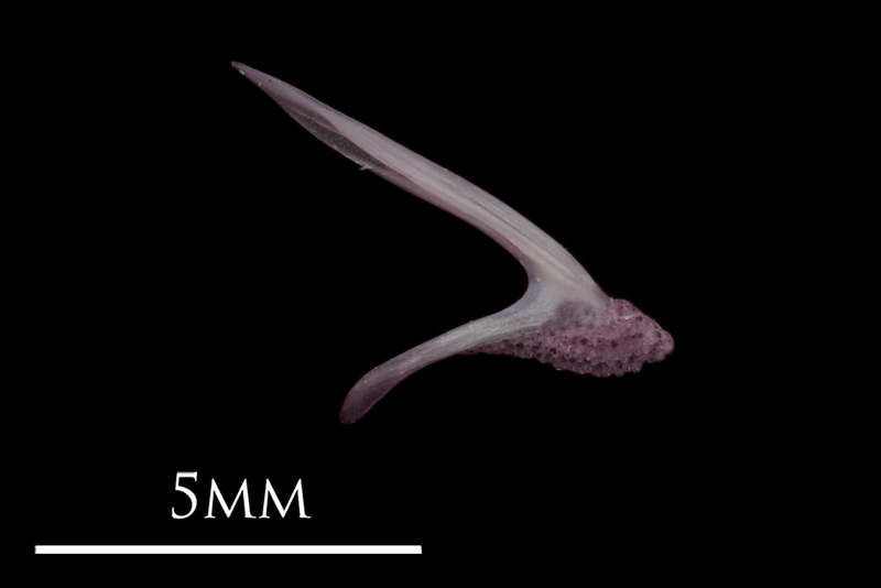 Dragonet premaxilla medial view