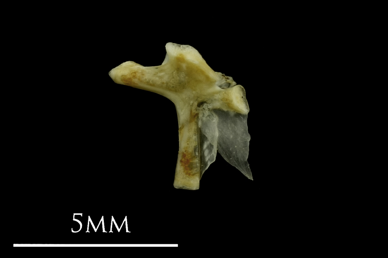 Small sandeel hyomandibular medial view