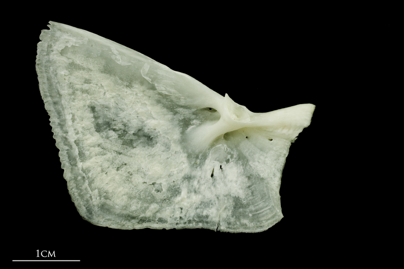 Freshwater bream opercular medial view