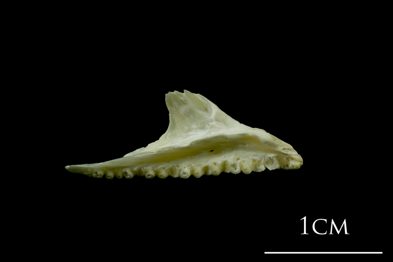 Northern pike premaxilla medial view