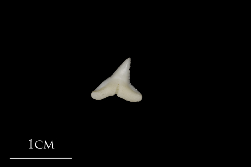 Blue Shark teeth lateral view