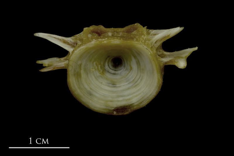 European conger first vertebra anterior view