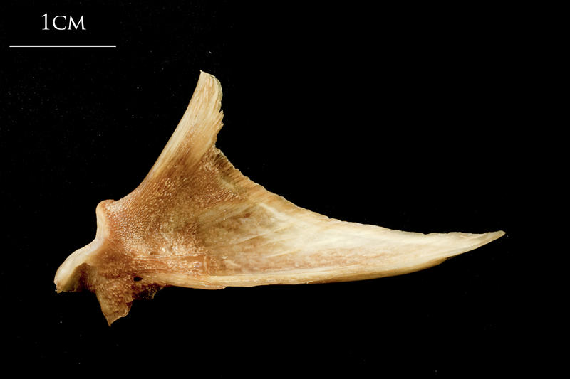 Catfish articular medial view