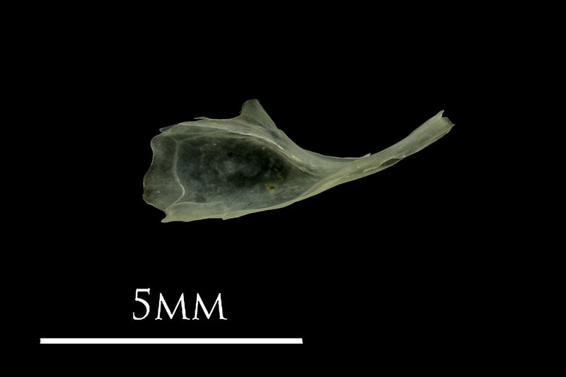 Butterfish for assessment medial view