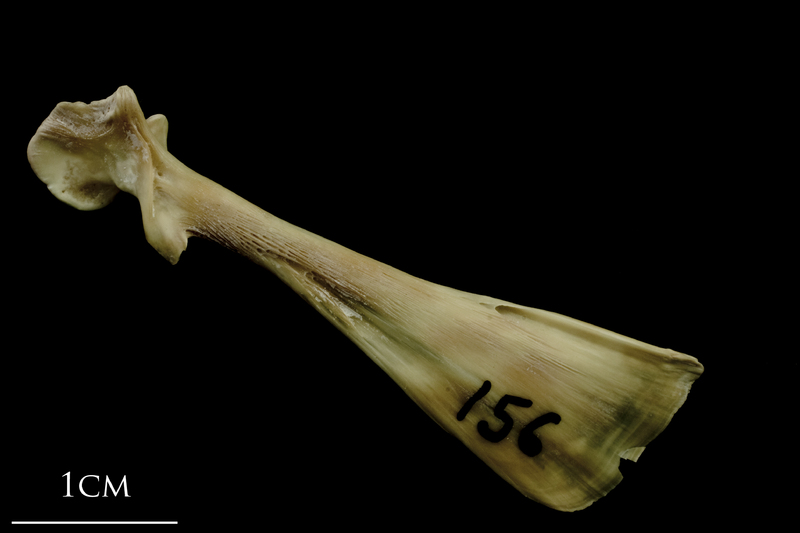 Turbot maxilla lateral view