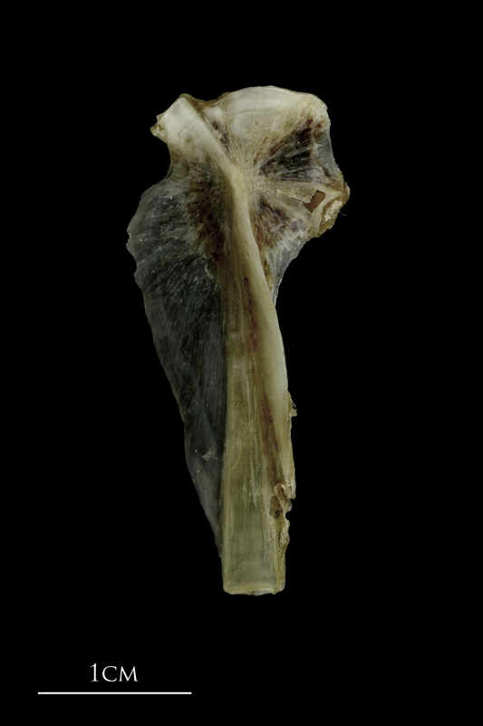 Brill hyomandibular lateral view