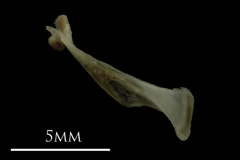 Eelpout maxilla medial view