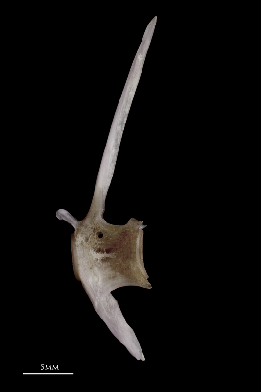 Red seabream precaudal vertebra lateral view