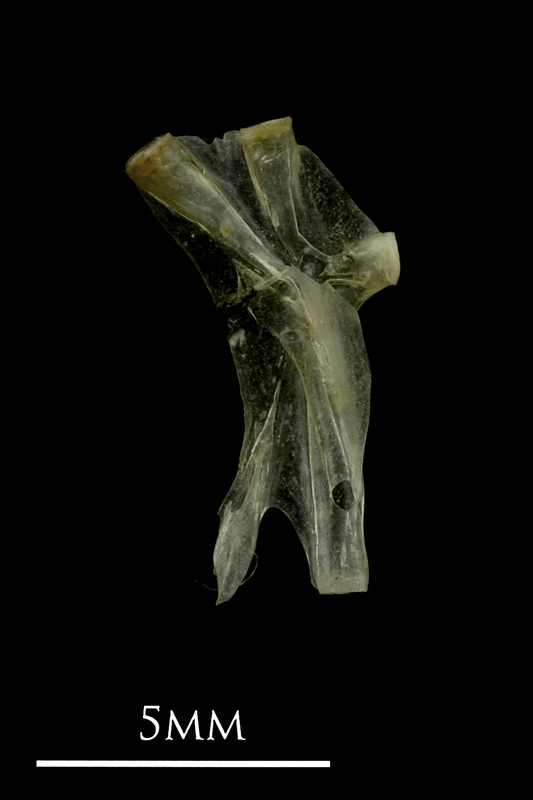 Sandsmelt hyomandibular lateral view