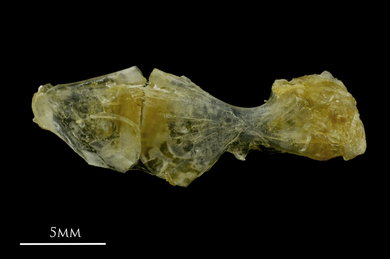 Ruffe ceratohyal epihyal complex medial view