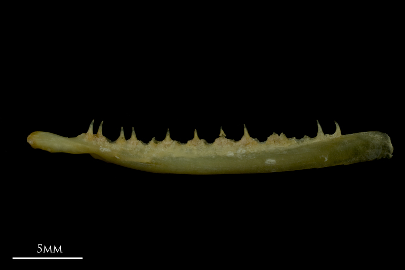 Arctic Char maxilla lateral view