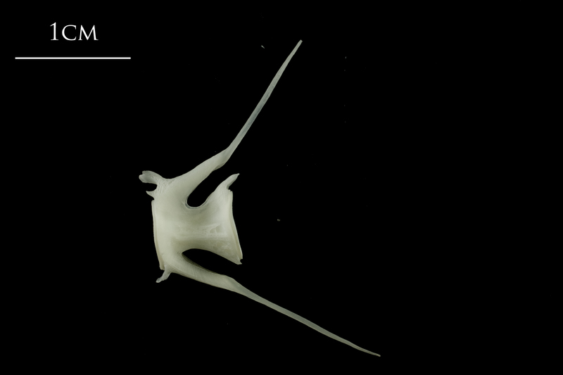 Ling caudal vertebra lateral view