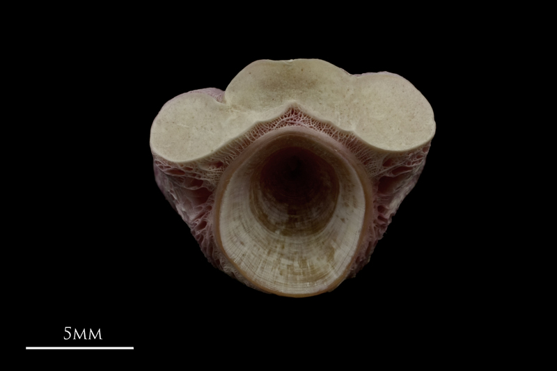 Meagre first vertebra anterior view