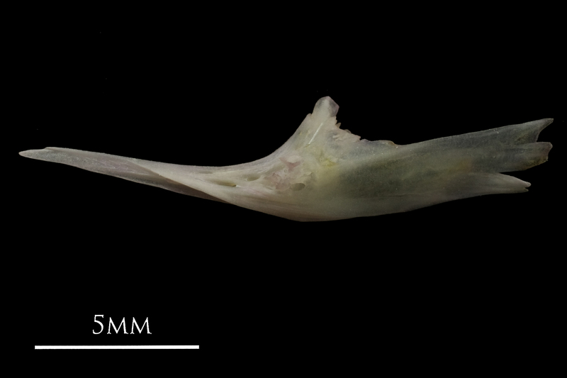 European eel for assessment lateral view