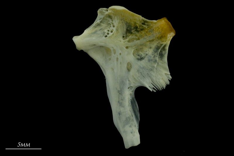 European seabass hyomandibular medial view