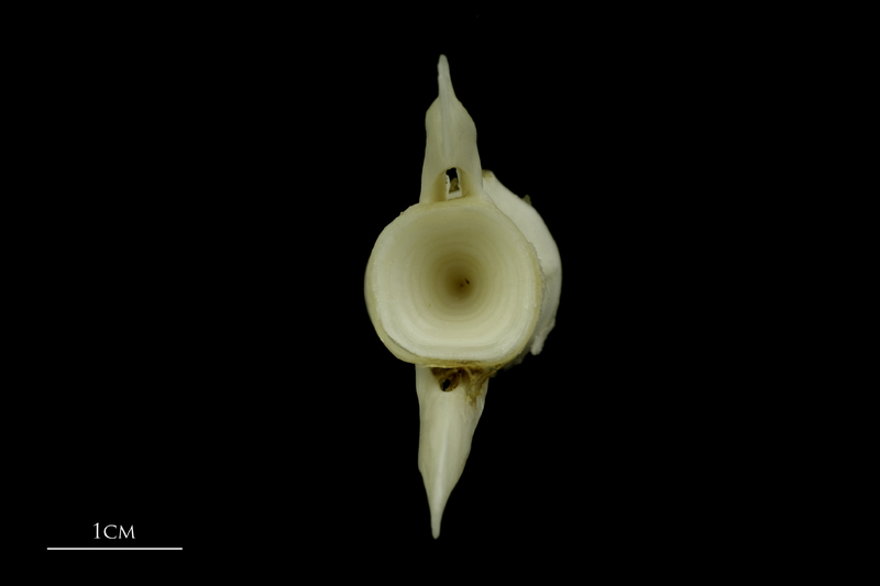 Grey Triggerfish caudal vertebra posterior view