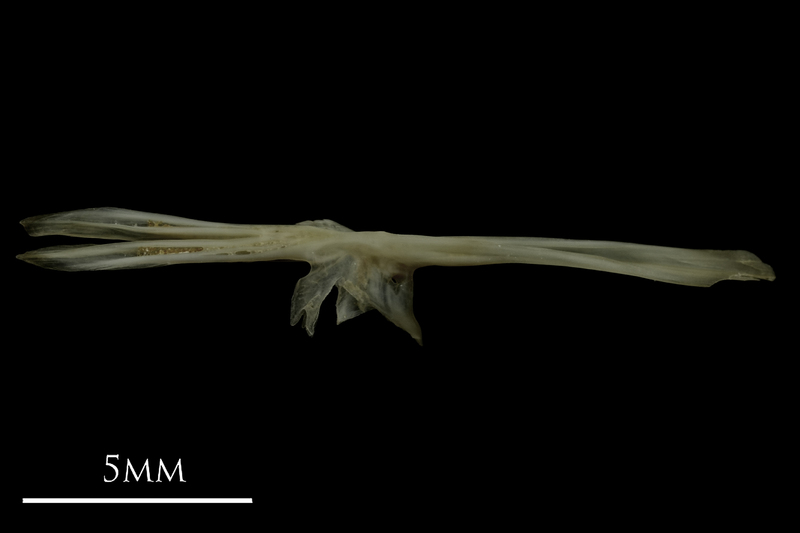 Eelpout parasphenoid ventral view