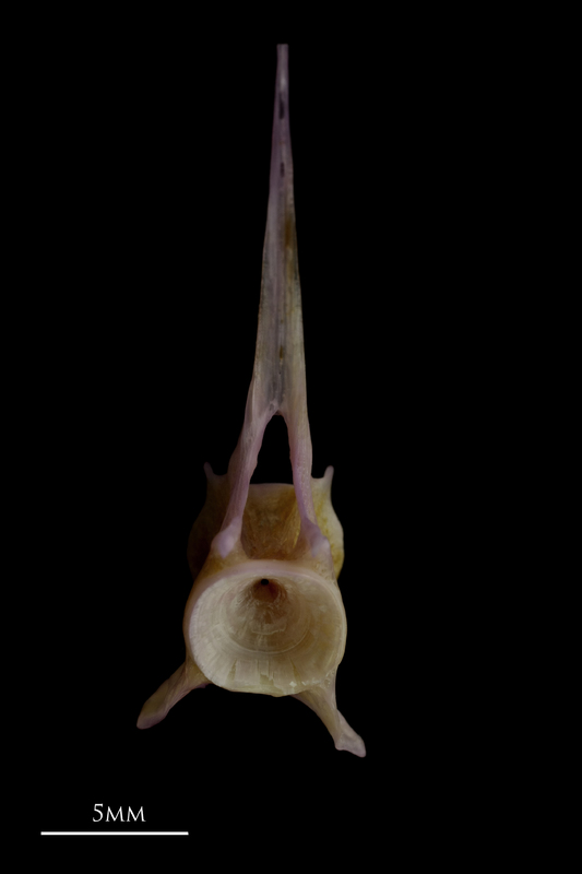 Tub gurnard precaudal vertebra anterior view